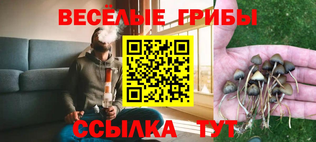 Балашов  Псилоцибиновые грибы Cubensis  Вход с VPN 